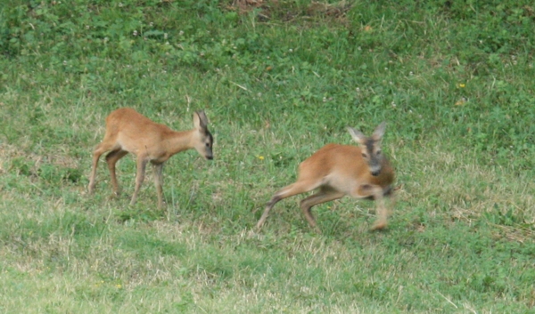 Il Capriolo